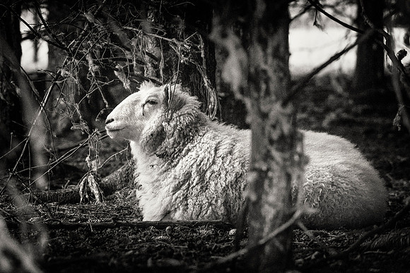 IRM_0122_0816_BW_S