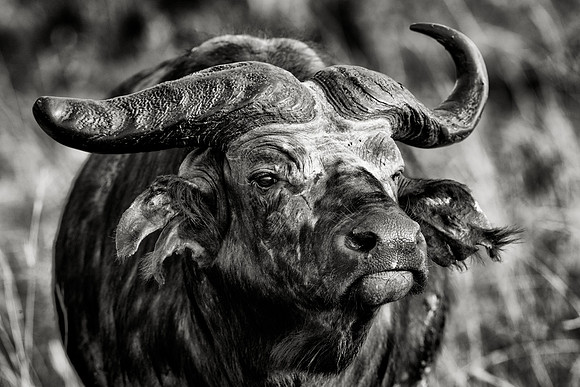 UGA_1222_19316_BW