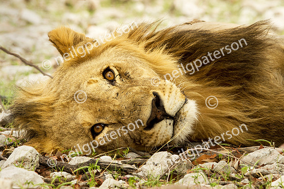 NAM_1213_2778_OK