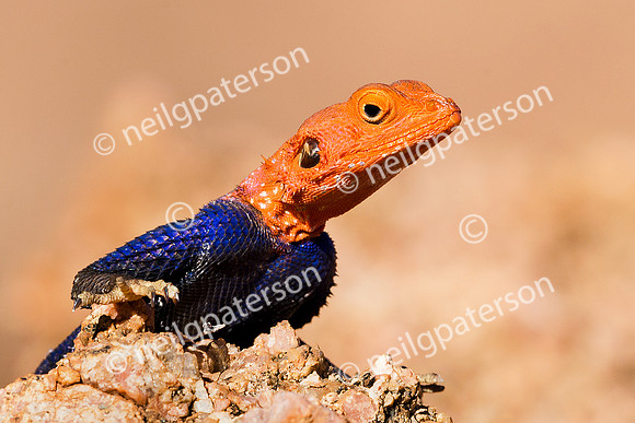 NAM_1213_2280_OK