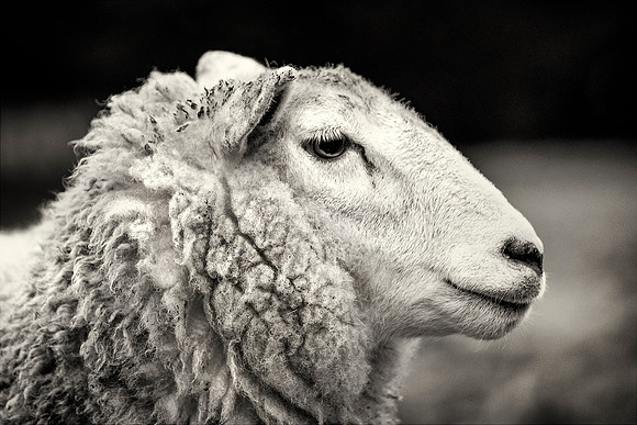 IRM_0122_0003_BW_S
