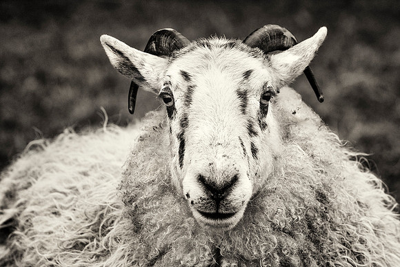 IRM_0122_0781_BW_S