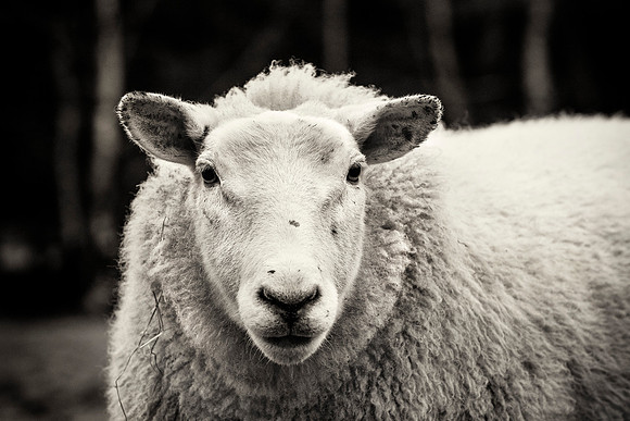 IRM_0122_0161_BW_S