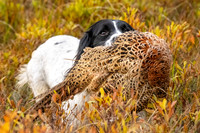 Field Sports