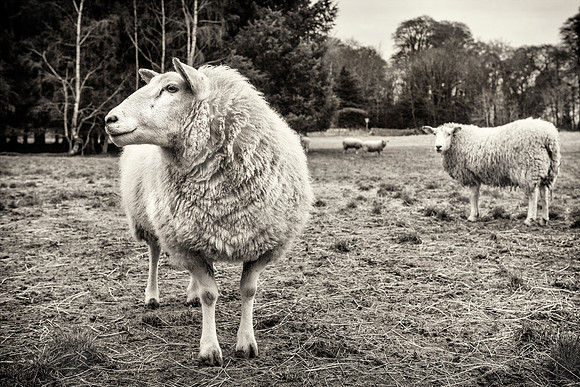IRM_0122_0929_BW_S